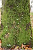 tree bark mossy 0003